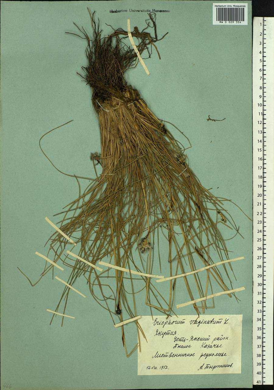 Eriophorum vaginatum L., Siberia, Yakutia (S5) (Russia)