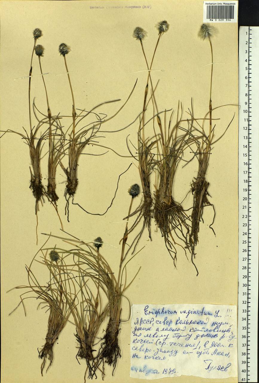 Eriophorum vaginatum L., Siberia, Yakutia (S5) (Russia)