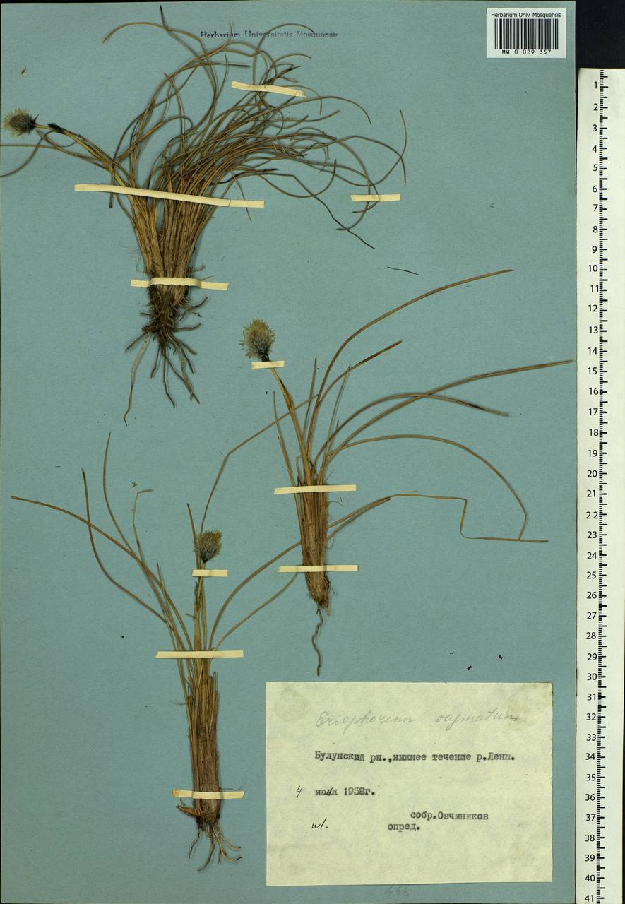 Eriophorum vaginatum L., Siberia, Yakutia (S5) (Russia)