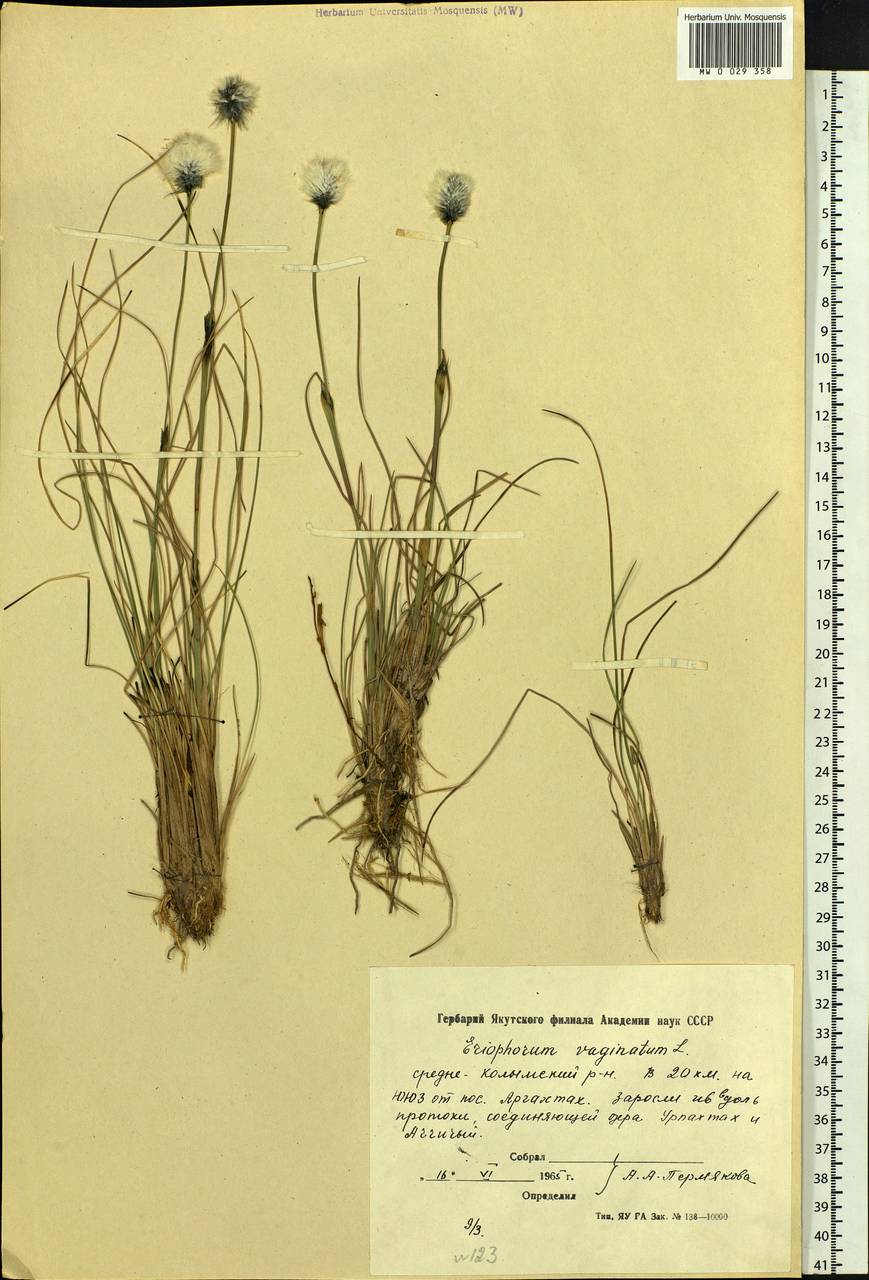 Eriophorum vaginatum L., Siberia, Yakutia (S5) (Russia)