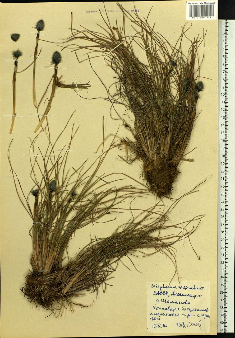 Eriophorum vaginatum L., Siberia, Yakutia (S5) (Russia)
