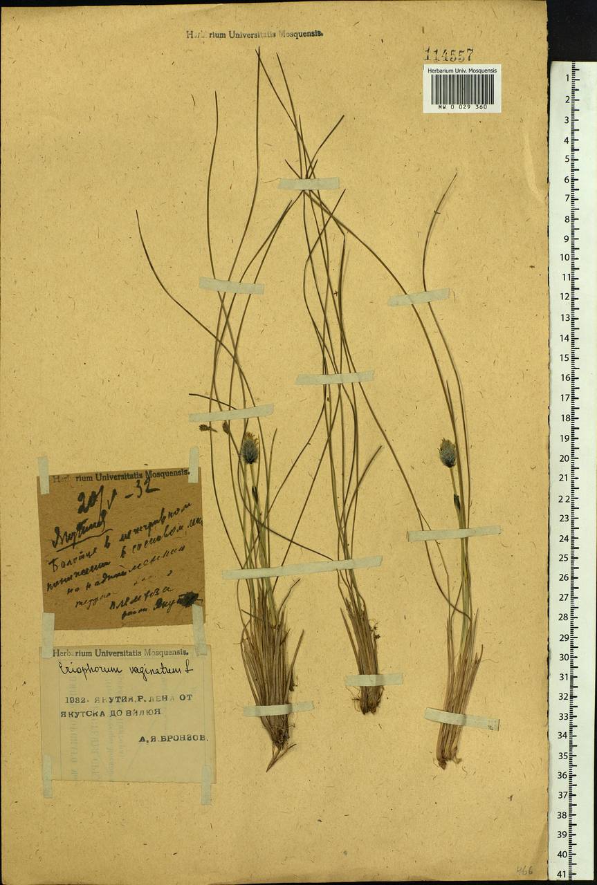 Eriophorum vaginatum L., Siberia, Yakutia (S5) (Russia)