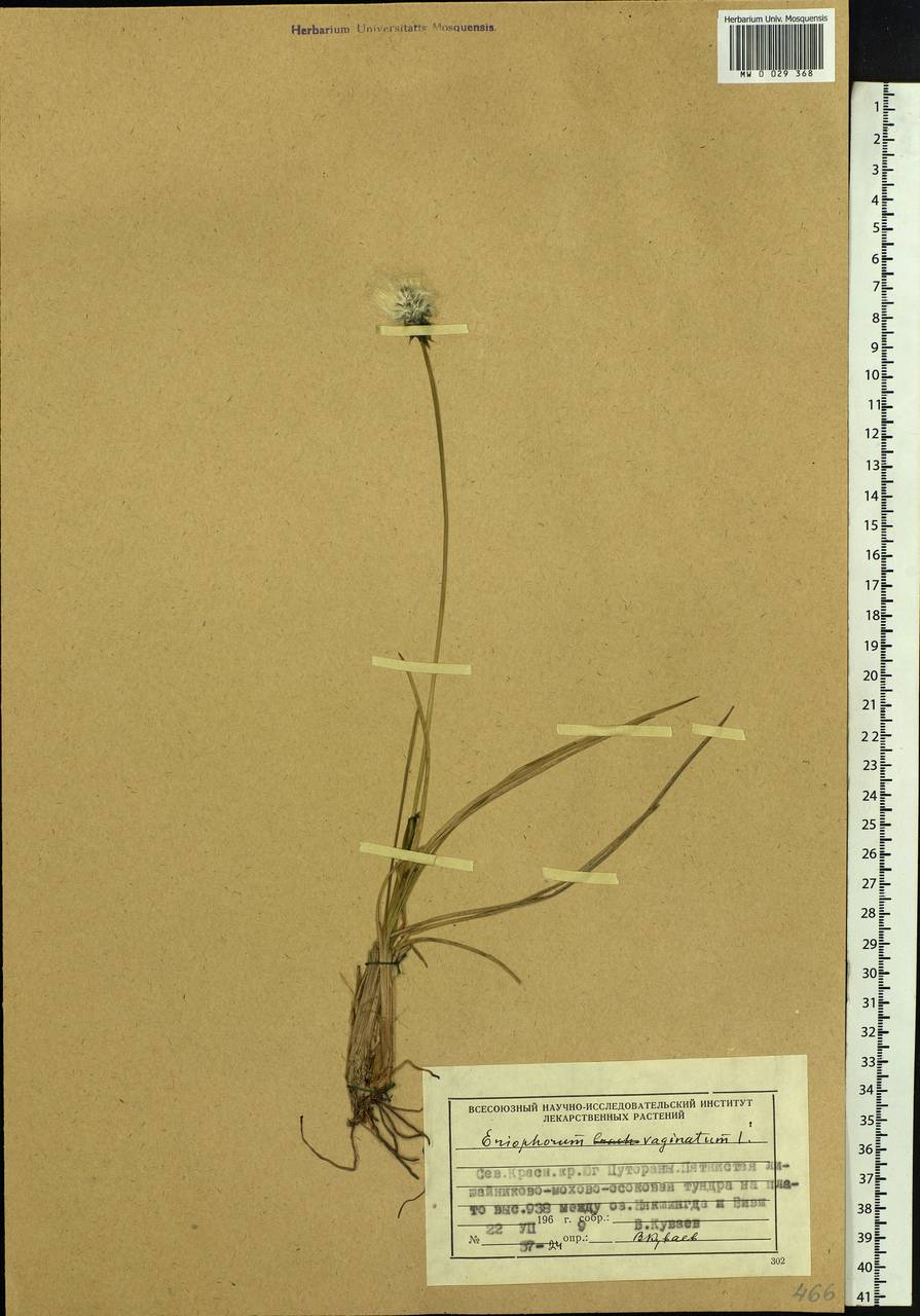 Eriophorum vaginatum L., Siberia, Central Siberia (S3) (Russia)