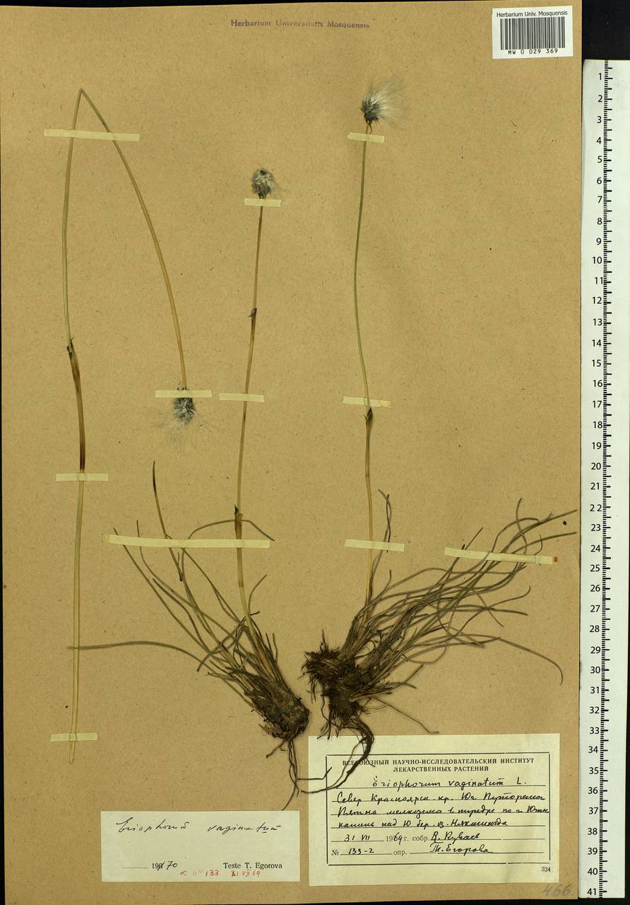 Eriophorum vaginatum L., Siberia, Central Siberia (S3) (Russia)