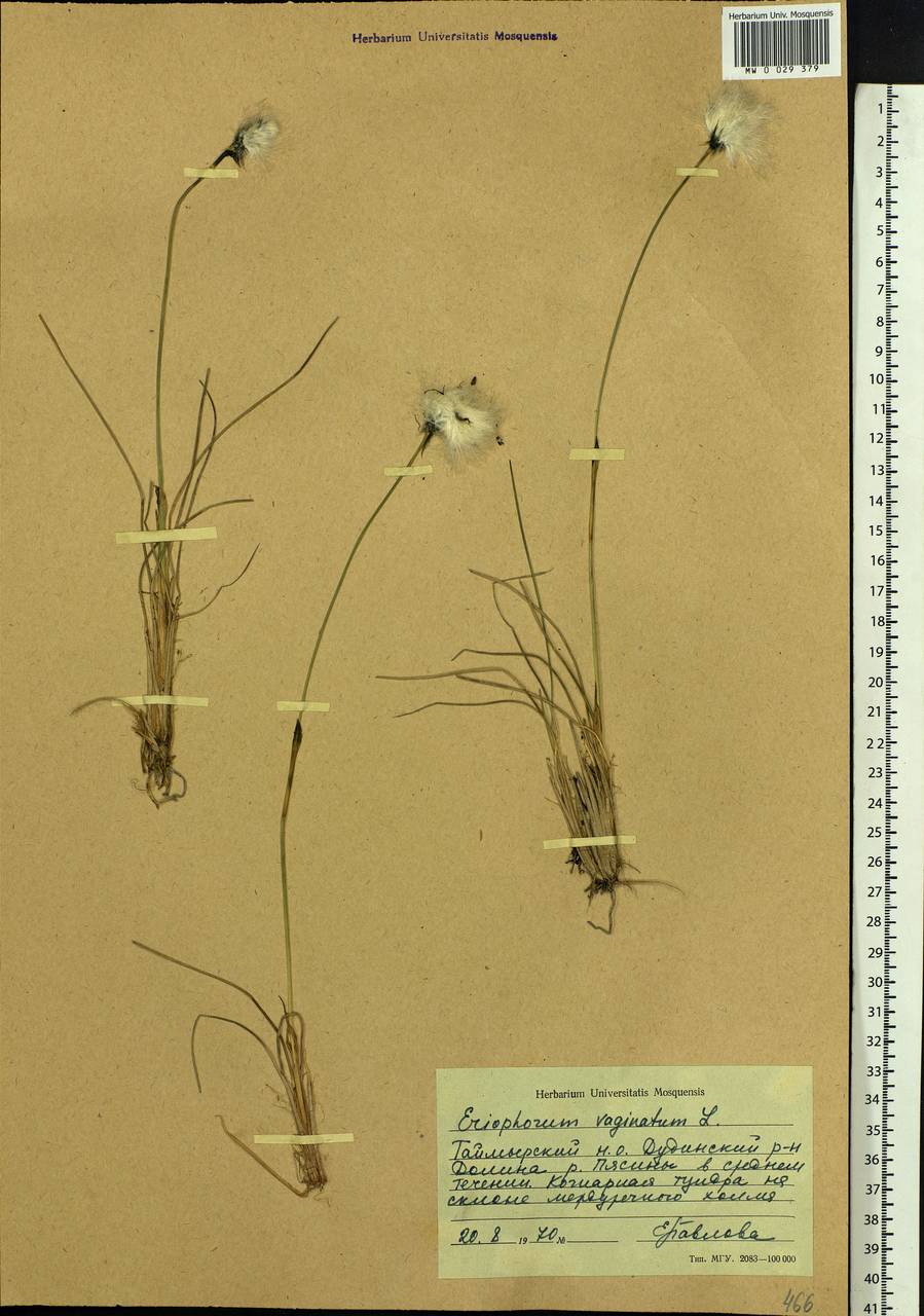 Eriophorum vaginatum L., Siberia, Central Siberia (S3) (Russia)