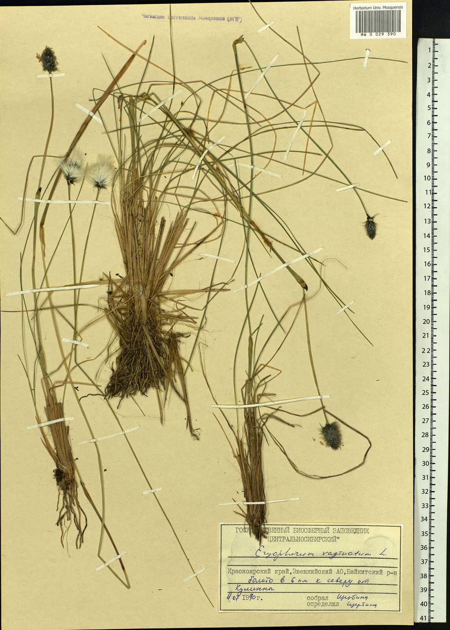 Eriophorum vaginatum L., Siberia, Central Siberia (S3) (Russia)