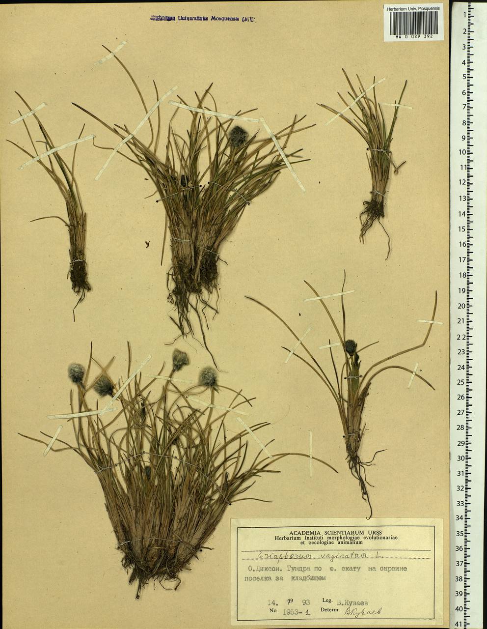 Eriophorum vaginatum L., Siberia, Central Siberia (S3) (Russia)