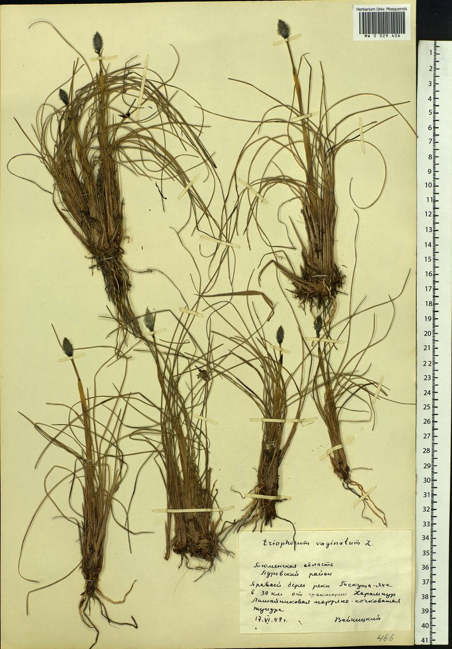 Eriophorum vaginatum L., Siberia, Western Siberia (S1) (Russia)