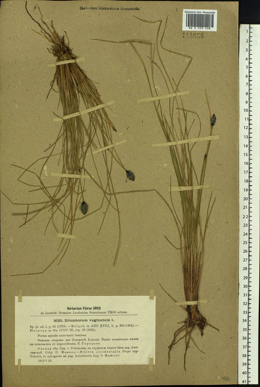 Eriophorum vaginatum L., Siberia, Western Siberia (S1) (Russia)