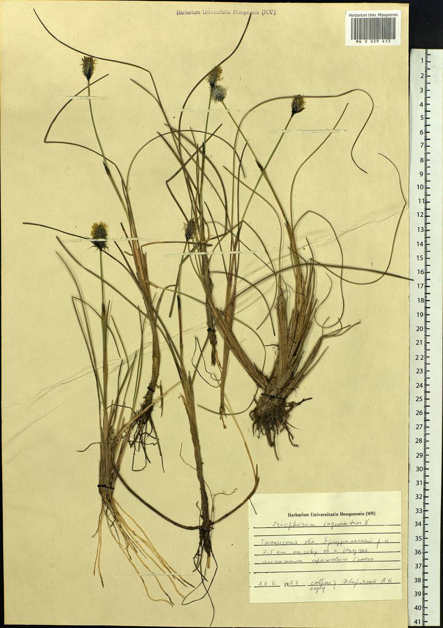Eriophorum vaginatum L., Siberia, Western Siberia (S1) (Russia)