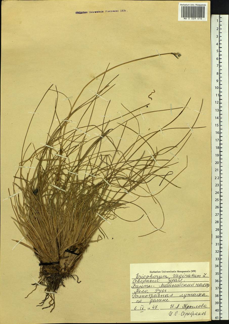 Eriophorum vaginatum L., Siberia, Western Siberia (S1) (Russia)