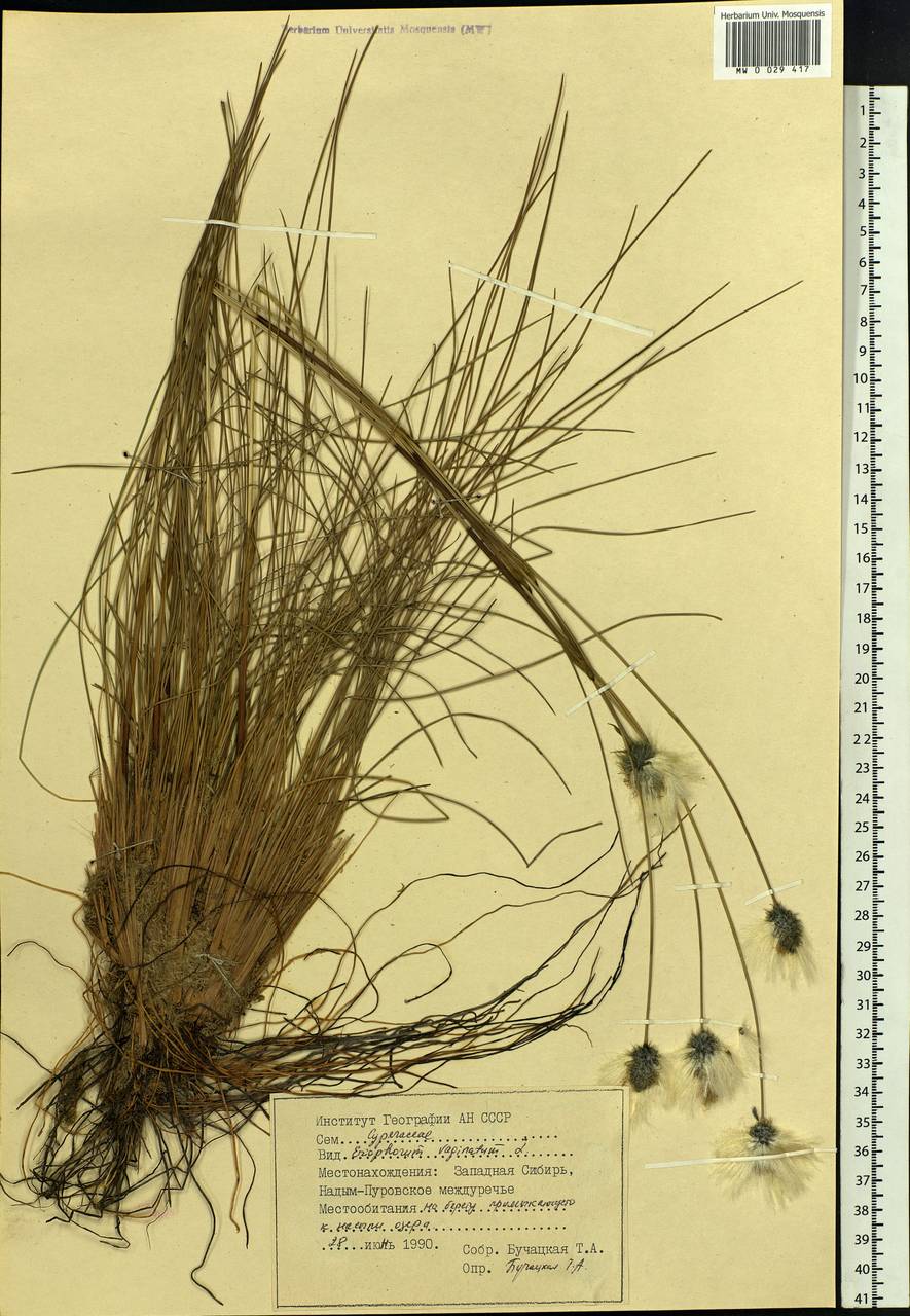 Eriophorum vaginatum L., Siberia, Western Siberia (S1) (Russia)