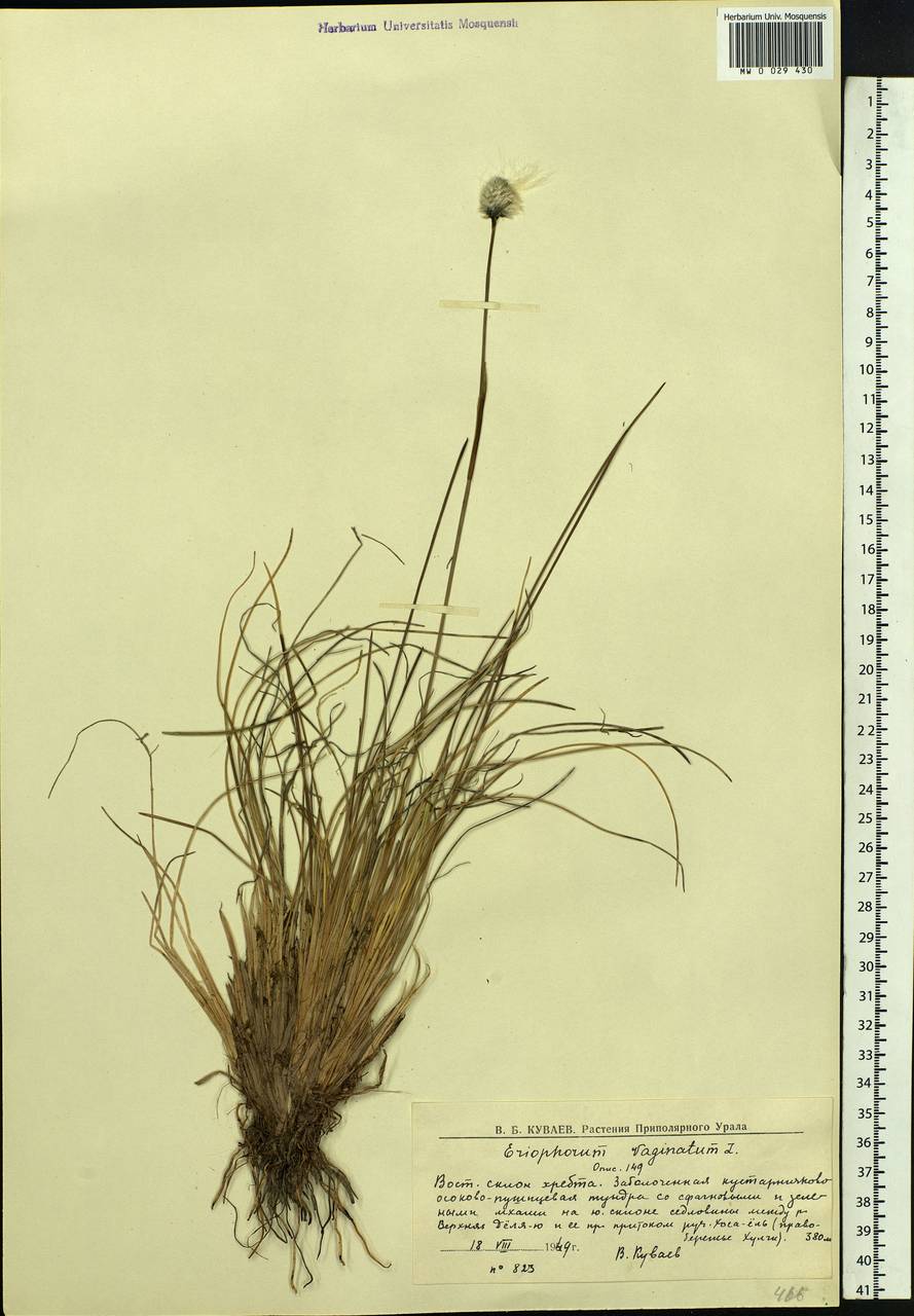 Eriophorum vaginatum L., Siberia, Western Siberia (S1) (Russia)