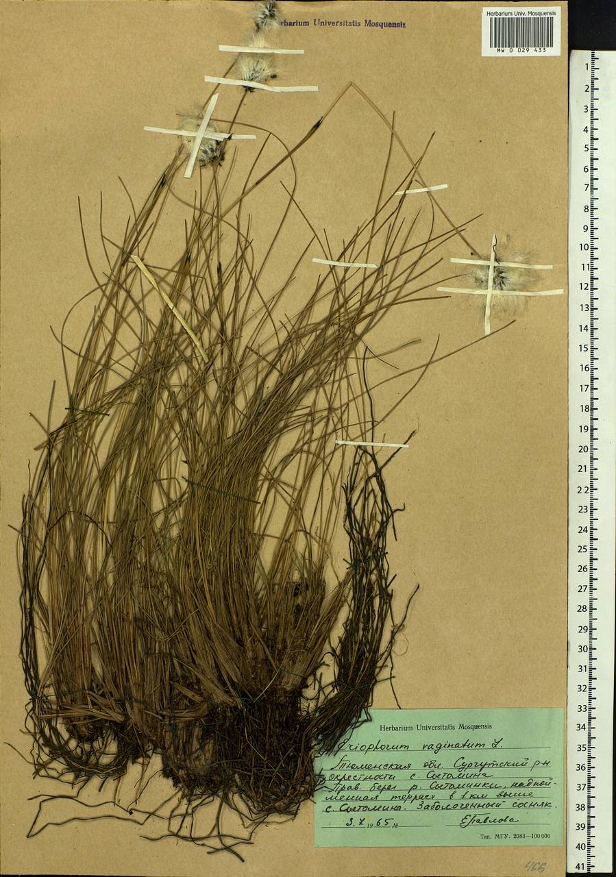 Eriophorum vaginatum L., Siberia, Western Siberia (S1) (Russia)