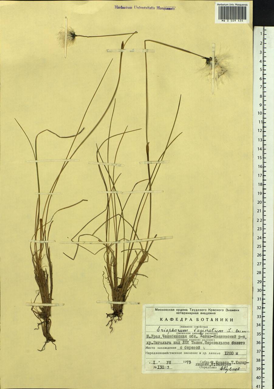 Eriophorum vaginatum L., Eastern Europe, Eastern region (E10) (Russia)