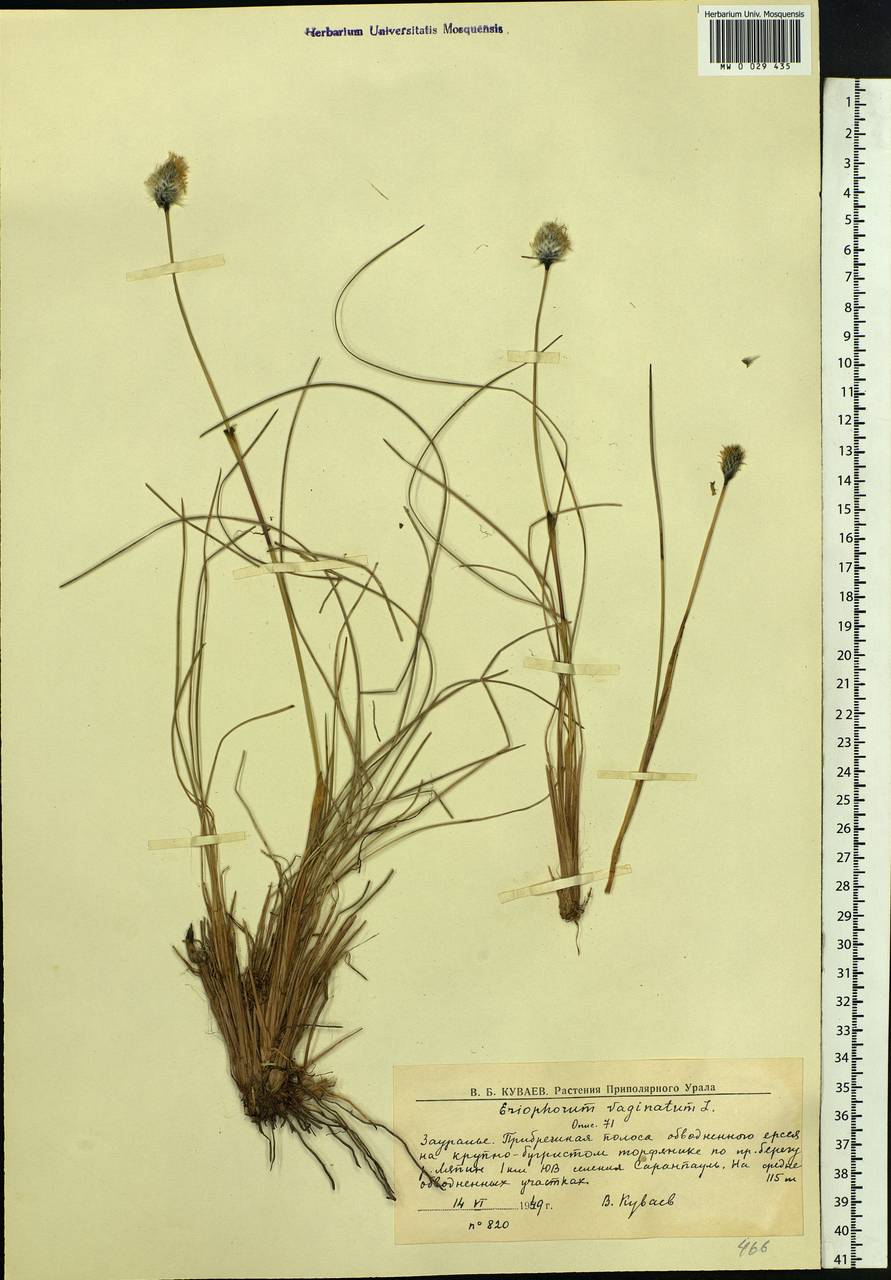 Eriophorum vaginatum L., Siberia, Western Siberia (S1) (Russia)