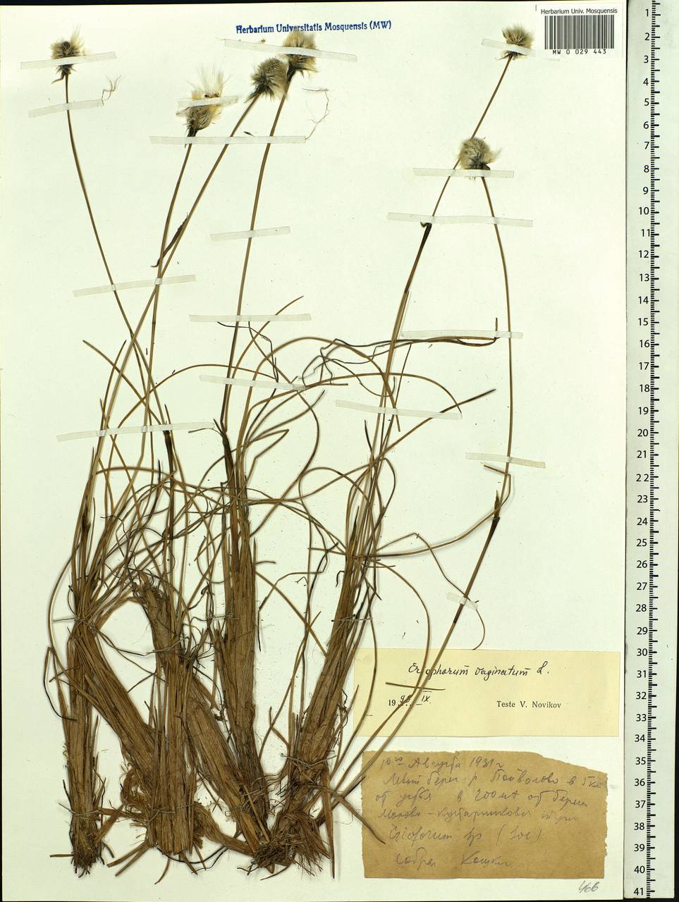 Eriophorum vaginatum L., Siberia, Western Siberia (S1) (Russia)