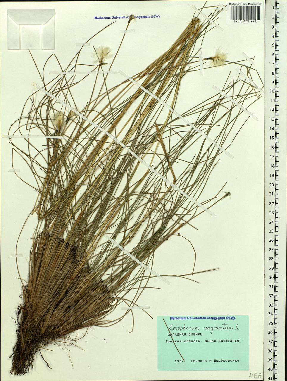 Eriophorum vaginatum L., Siberia, Western Siberia (S1) (Russia)