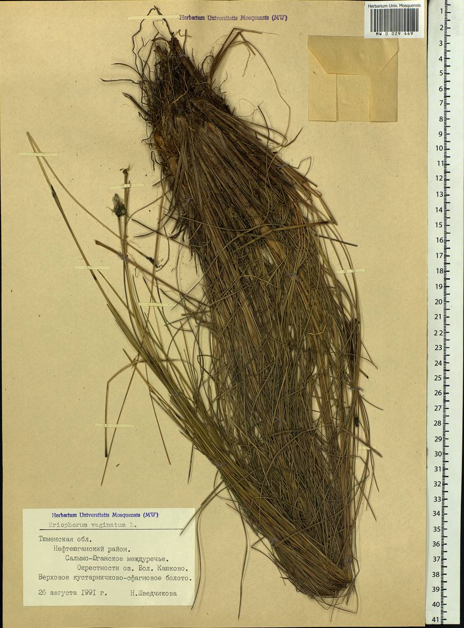 Eriophorum vaginatum L., Siberia, Western Siberia (S1) (Russia)