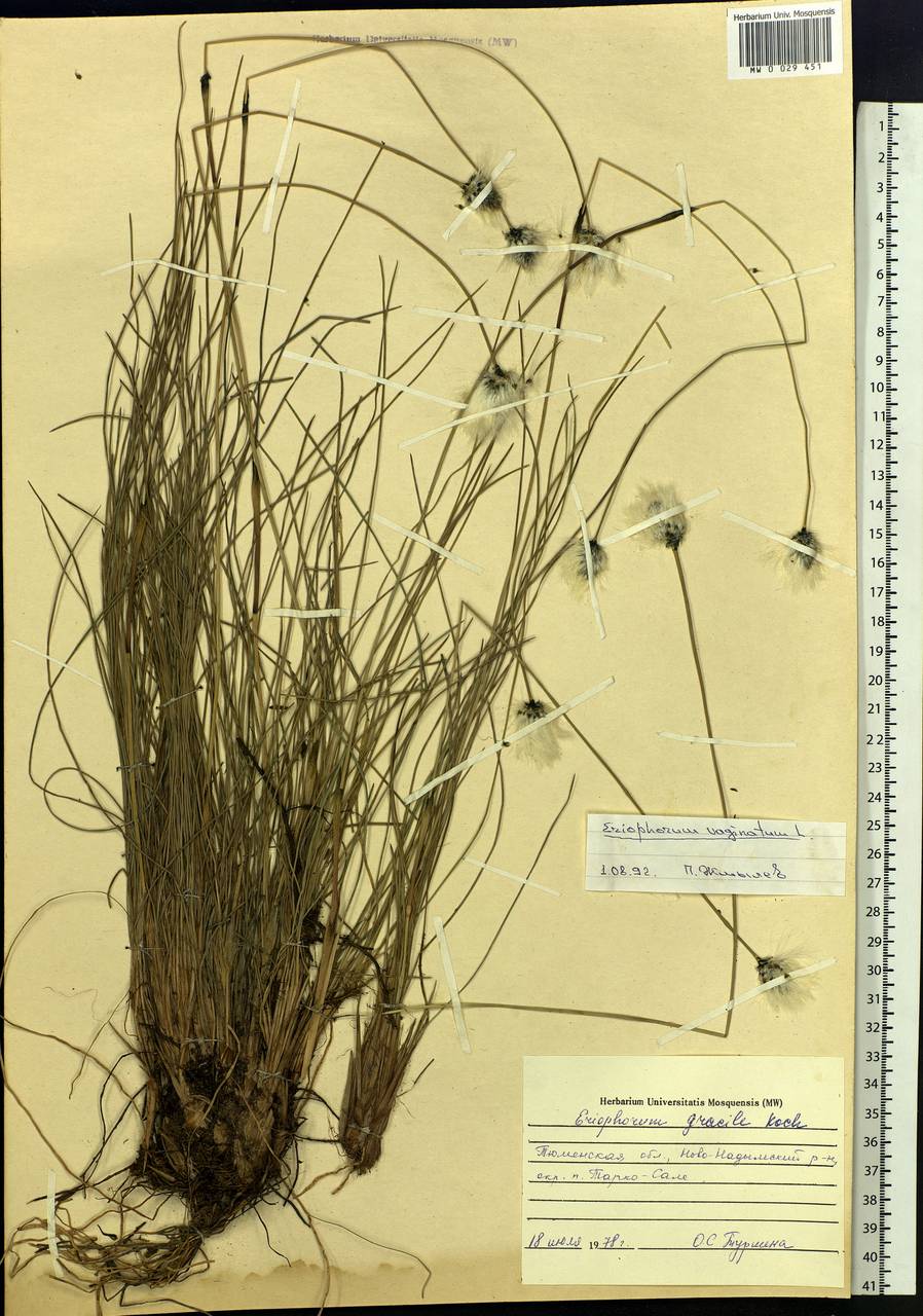 Eriophorum vaginatum L., Siberia, Western Siberia (S1) (Russia)