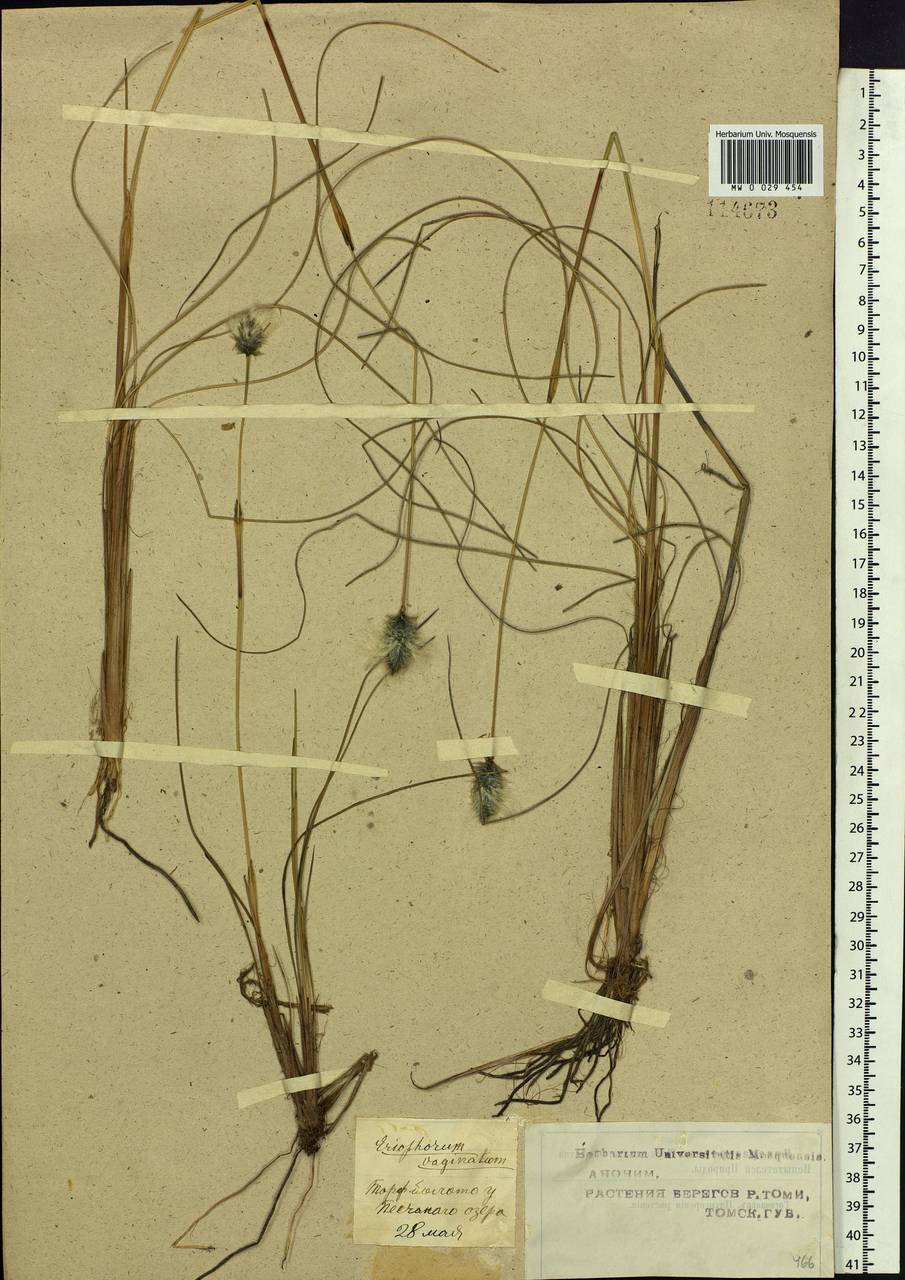 Eriophorum vaginatum L., Siberia, Western Siberia (S1) (Russia)