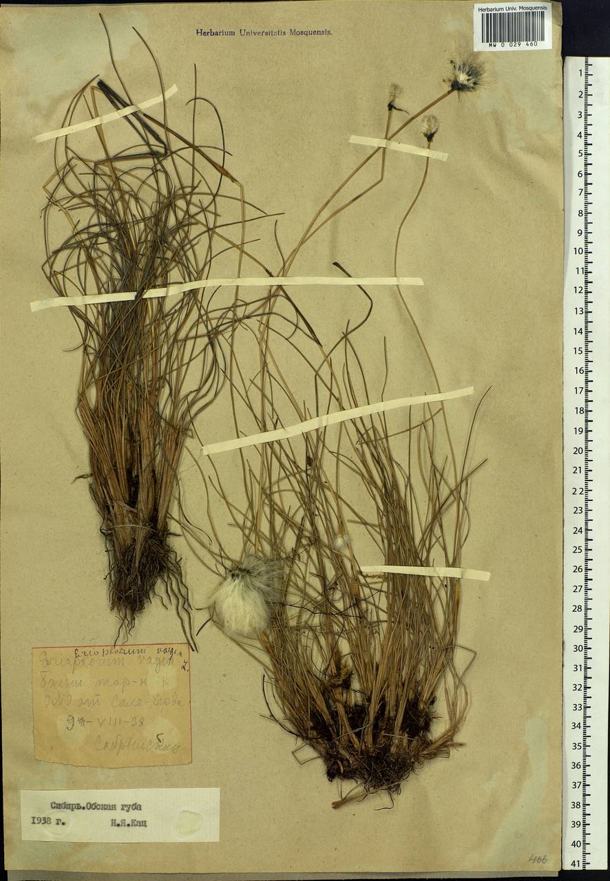 Eriophorum vaginatum L., Siberia, Western Siberia (S1) (Russia)