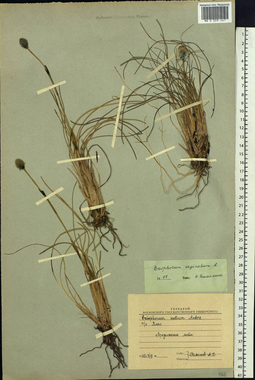 Eriophorum vaginatum L., Siberia, Western Siberia (S1) (Russia)