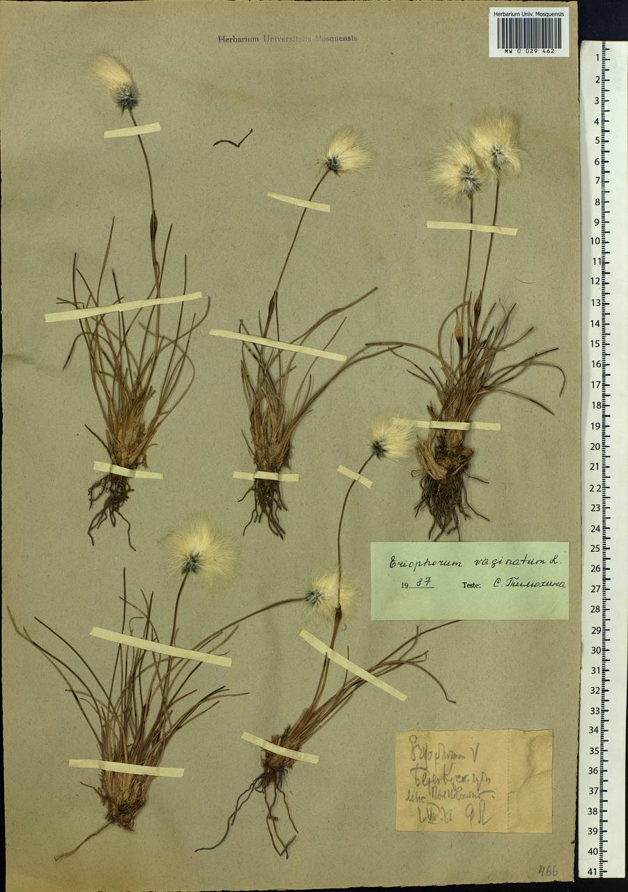Eriophorum vaginatum L., Siberia, Western Siberia (S1) (Russia)