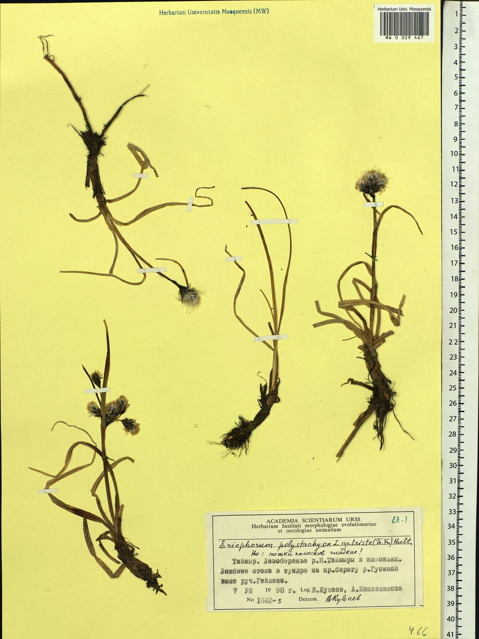 Eriophorum angustifolium subsp. triste (T.C.E.Fr.) Hultén, Siberia, Central Siberia (S3) (Russia)