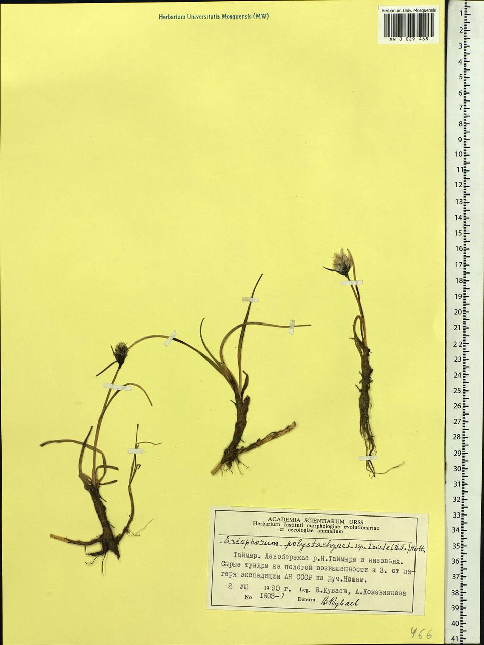 Eriophorum angustifolium subsp. triste (T.C.E.Fr.) Hultén, Siberia, Central Siberia (S3) (Russia)