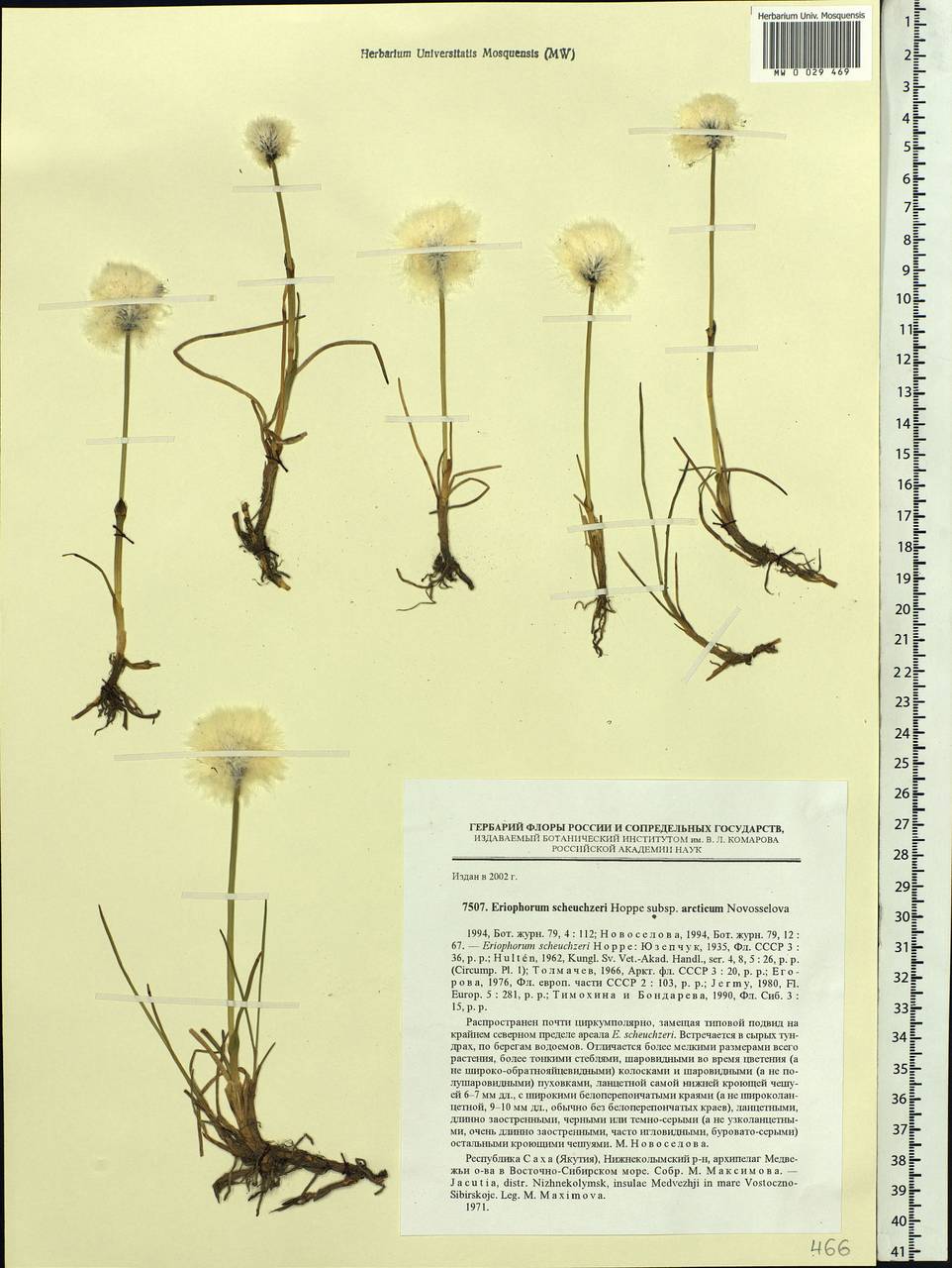 Eriophorum scheuchzeri Hoppe, Siberia, Yakutia (S5) (Russia)
