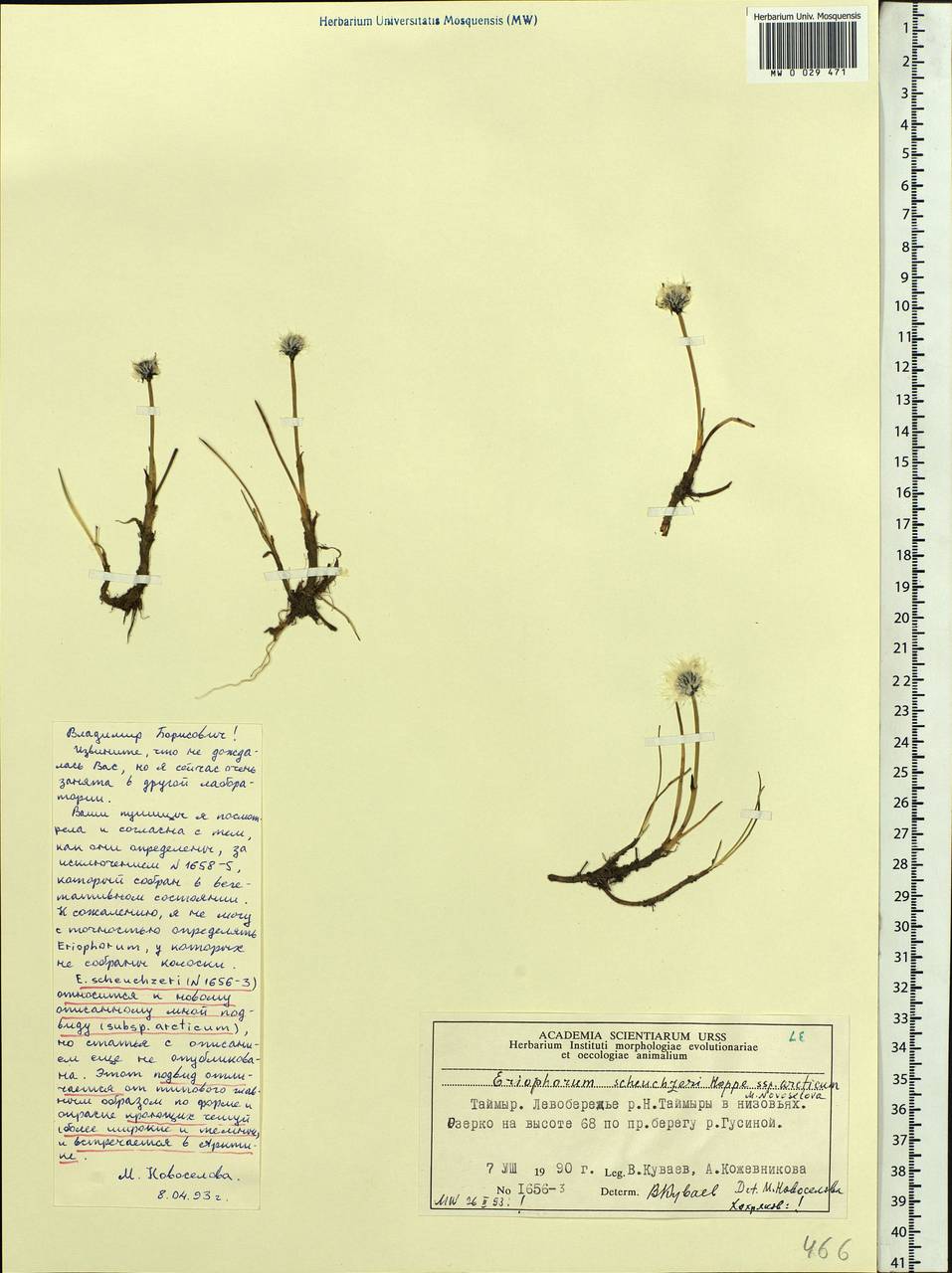 Eriophorum scheuchzeri Hoppe, Siberia, Central Siberia (S3) (Russia)