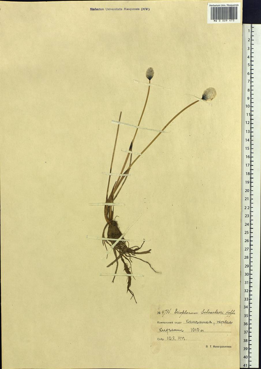 Eriophorum scheuchzeri Hoppe, Siberia, Chukotka & Kamchatka (S7) (Russia)