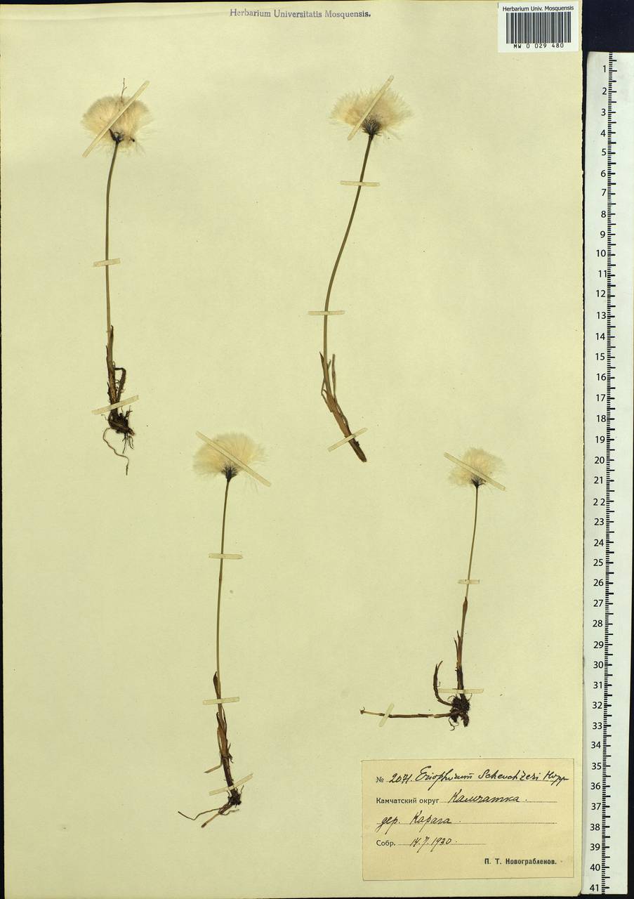 Eriophorum scheuchzeri Hoppe, Siberia, Chukotka & Kamchatka (S7) (Russia)