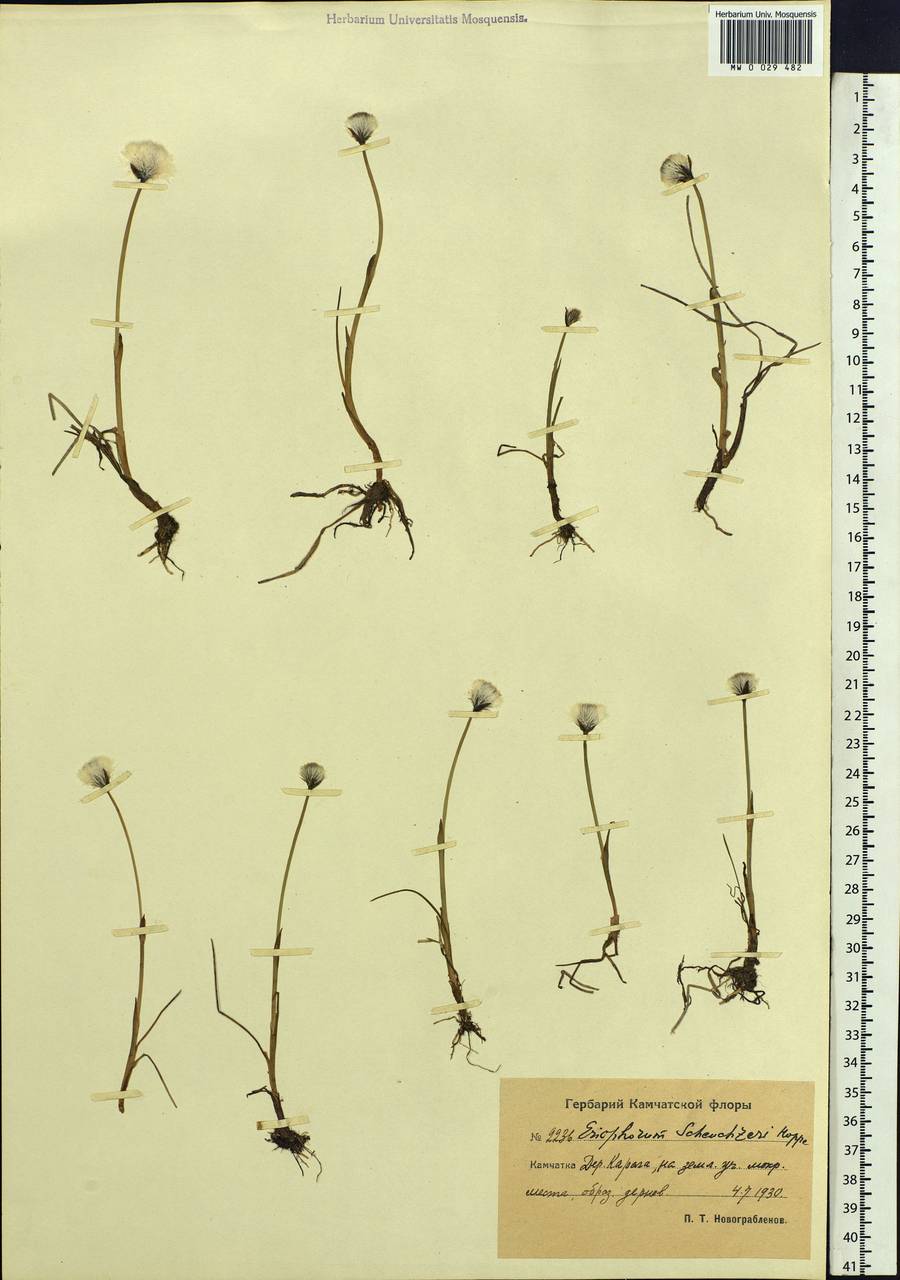 Eriophorum scheuchzeri Hoppe, Siberia, Chukotka & Kamchatka (S7) (Russia)