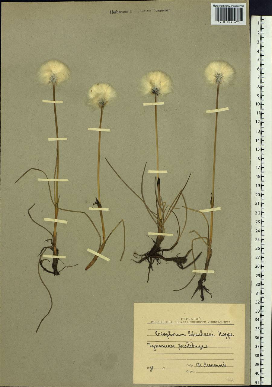 Eriophorum scheuchzeri Hoppe, Siberia, Chukotka & Kamchatka (S7) (Russia)