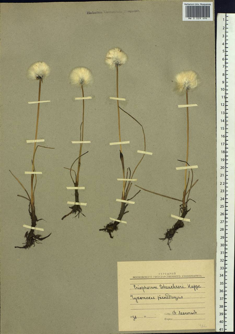 Eriophorum scheuchzeri Hoppe, Siberia, Chukotka & Kamchatka (S7) (Russia)