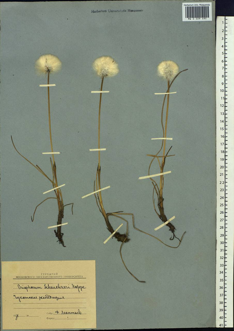 Eriophorum scheuchzeri Hoppe, Siberia, Chukotka & Kamchatka (S7) (Russia)