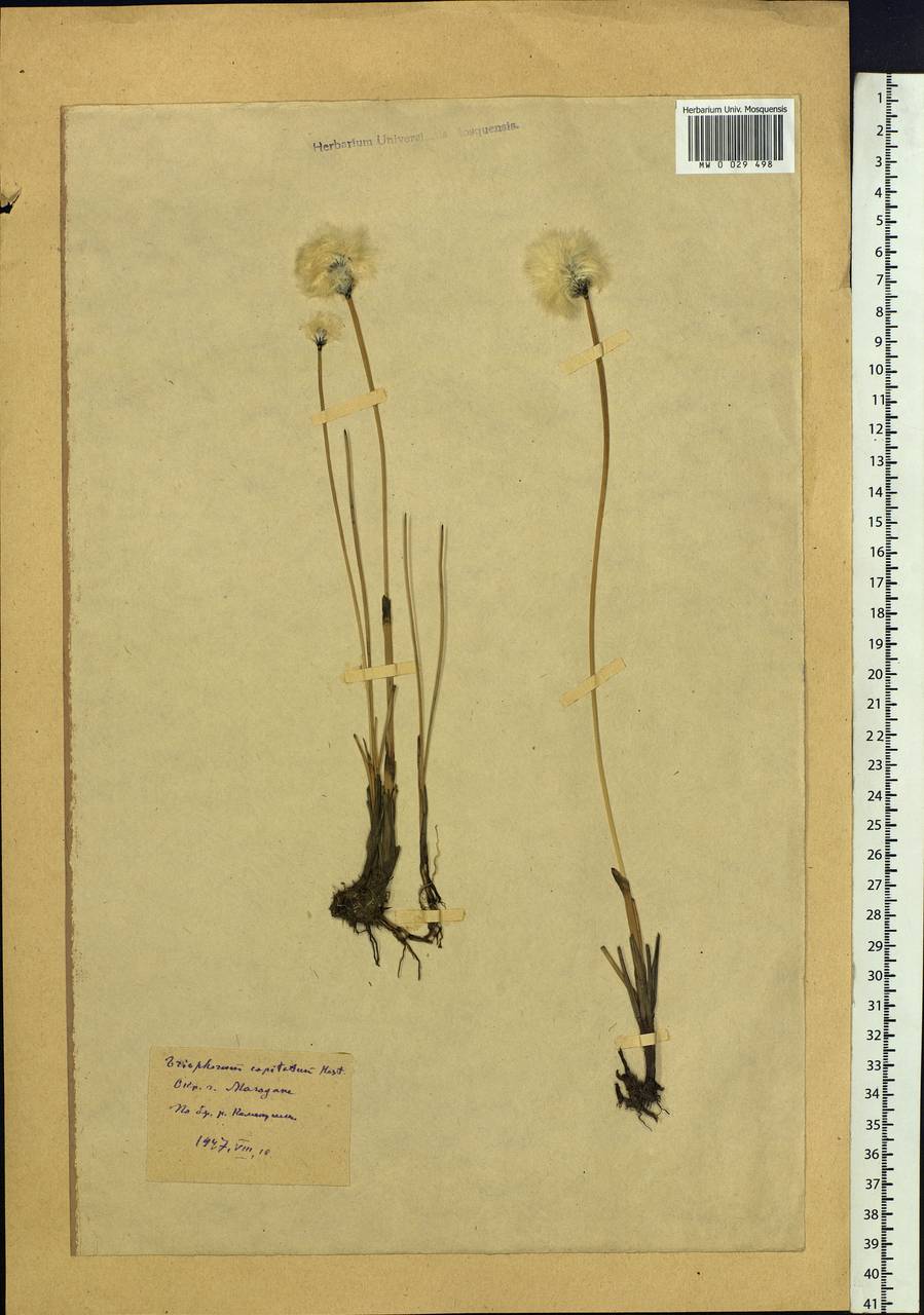 Eriophorum scheuchzeri Hoppe, Siberia, Chukotka & Kamchatka (S7) (Russia)