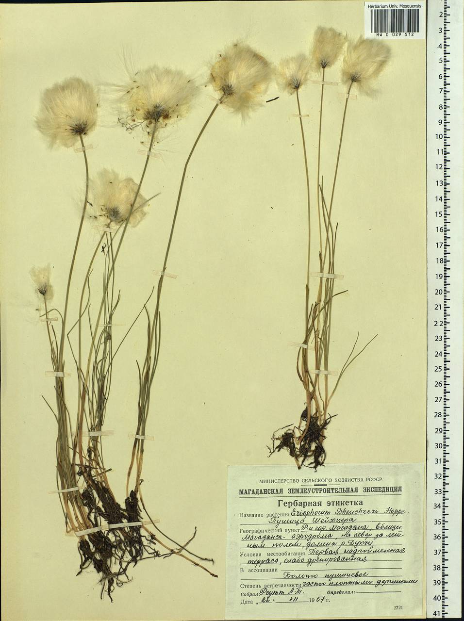 Eriophorum scheuchzeri Hoppe, Siberia, Chukotka & Kamchatka (S7) (Russia)