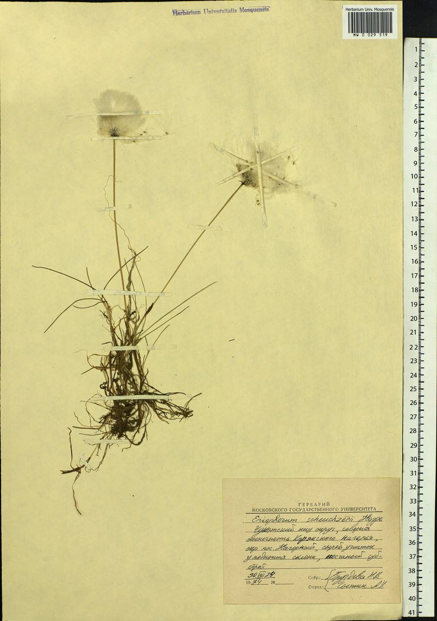 Eriophorum scheuchzeri Hoppe, Siberia, Chukotka & Kamchatka (S7) (Russia)