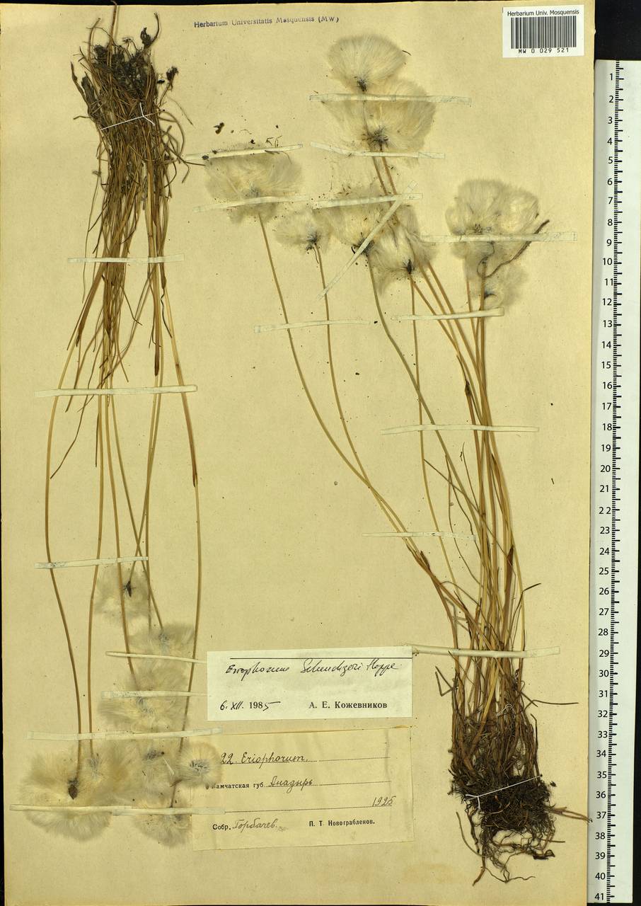 Eriophorum scheuchzeri Hoppe, Siberia, Chukotka & Kamchatka (S7) (Russia)