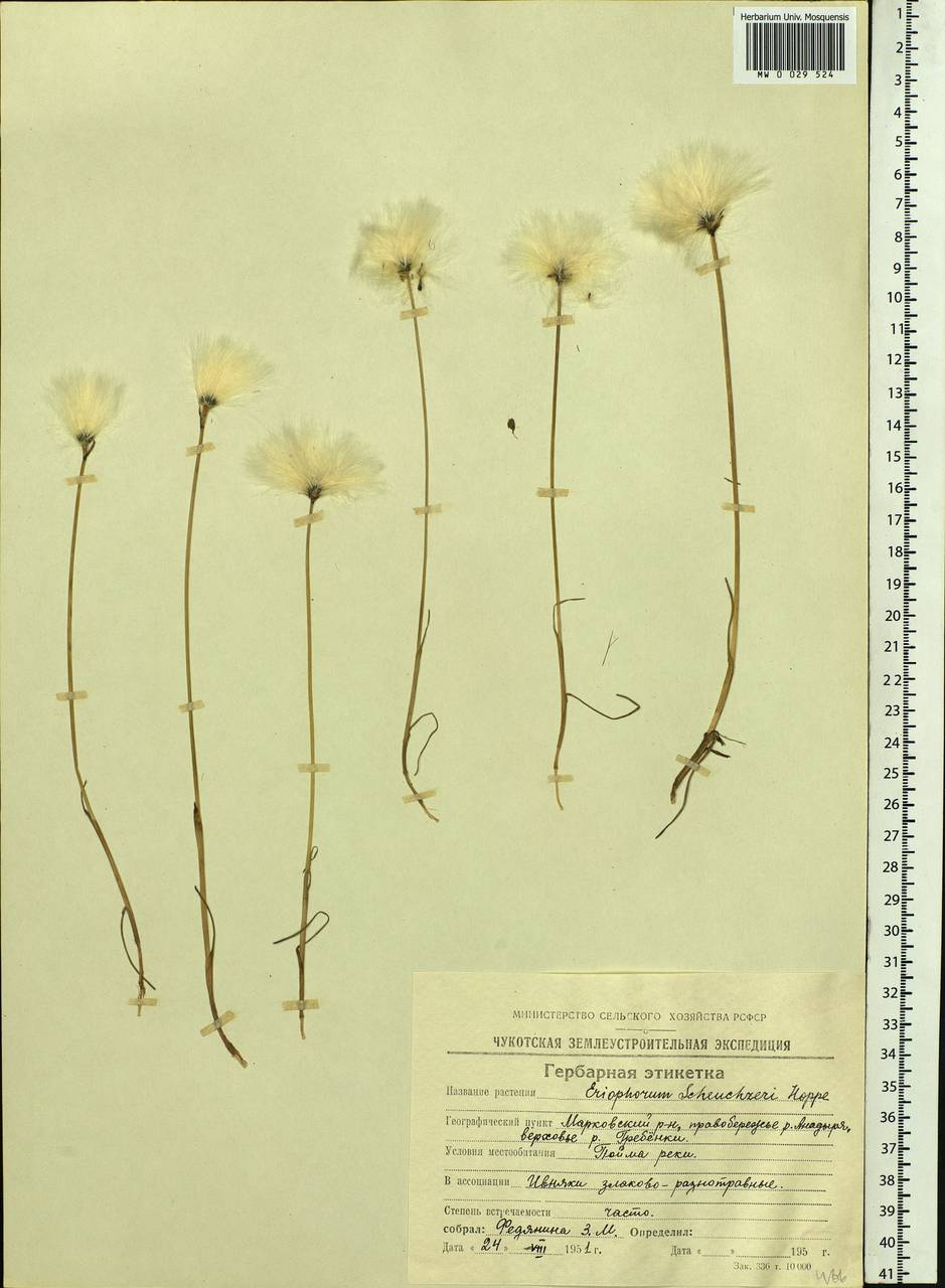 Eriophorum scheuchzeri Hoppe, Siberia, Chukotka & Kamchatka (S7) (Russia)