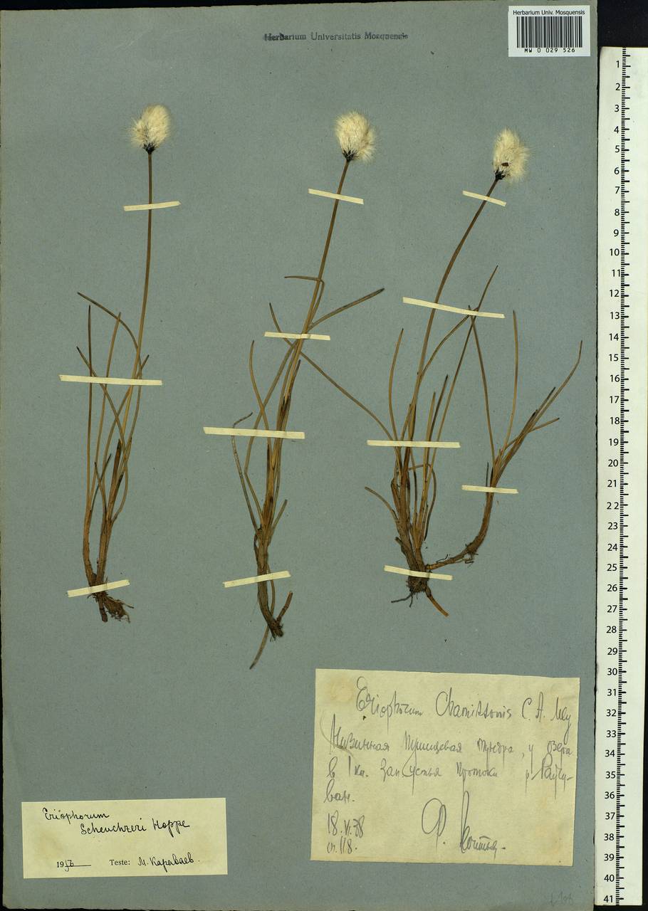 Eriophorum scheuchzeri Hoppe, Siberia, Chukotka & Kamchatka (S7) (Russia)