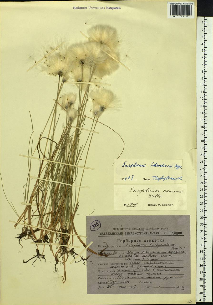 Eriophorum scheuchzeri Hoppe, Siberia, Chukotka & Kamchatka (S7) (Russia)