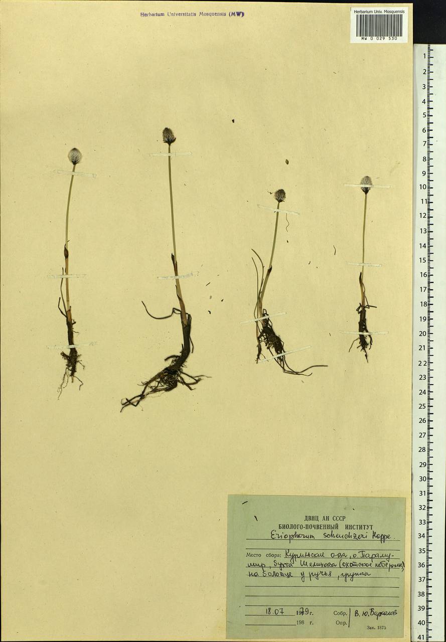 Eriophorum scheuchzeri Hoppe, Siberia, Russian Far East (S6) (Russia)