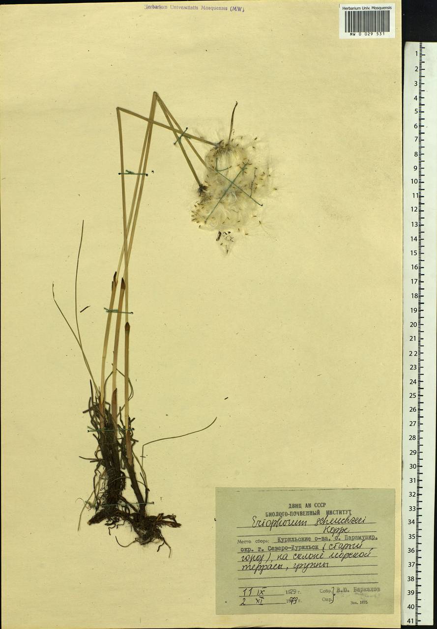 Eriophorum scheuchzeri Hoppe, Siberia, Russian Far East (S6) (Russia)