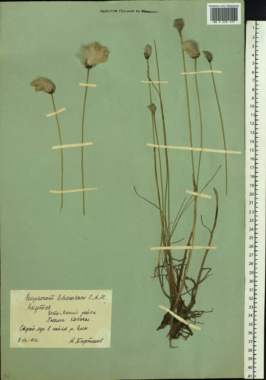 Eriophorum scheuchzeri Hoppe, Siberia, Yakutia (S5) (Russia)