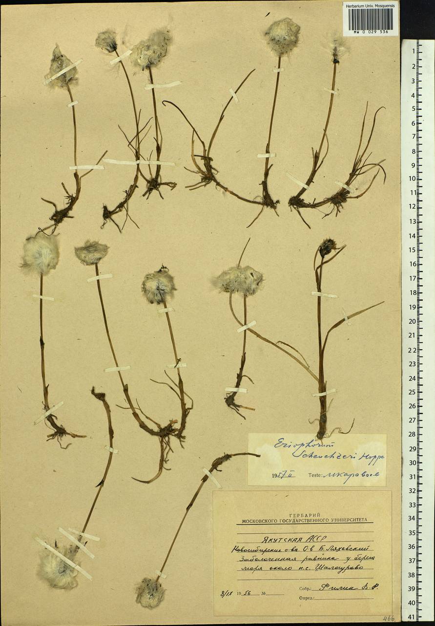 Eriophorum scheuchzeri Hoppe, Siberia, Yakutia (S5) (Russia)