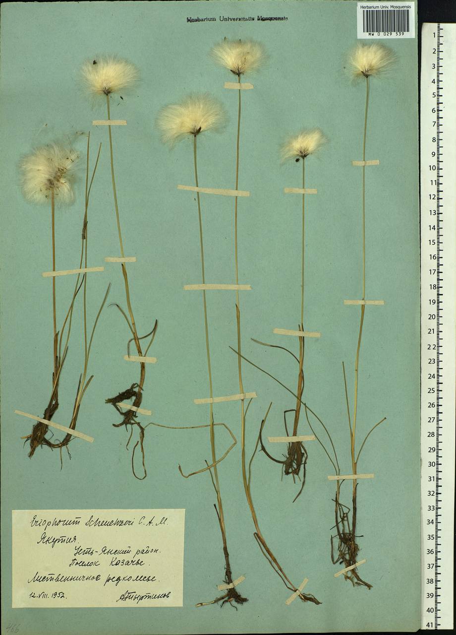Eriophorum scheuchzeri Hoppe, Siberia, Yakutia (S5) (Russia)